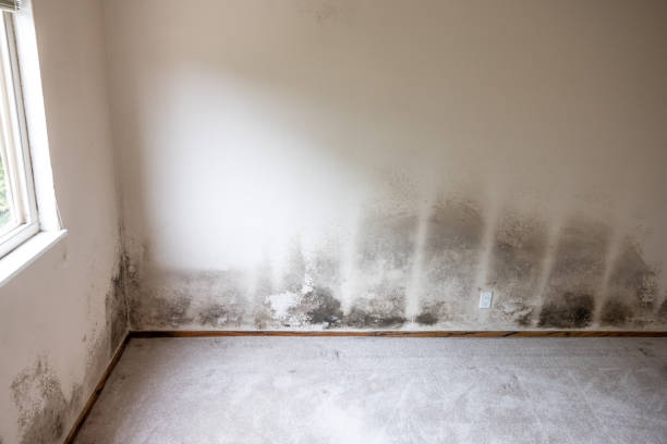 Best Commercial Mold Inspection  in Zanesville, OH